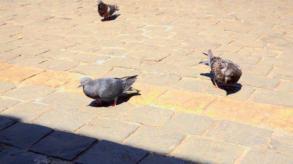 "Las zonas que poseen mayor urbanización como Santiago Centro, presentan mayor proporción de aves oscuras y no solo son más oscuras, sino que presentan una mayor expresión de genes relacionadas con la coloración”, destaca Isaac Peña.